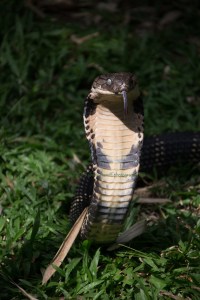 King Cobra