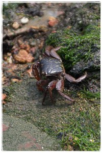 Mud crab