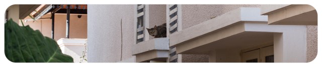 The cute demon stray cat who is in love with our kittens and who, along with his dozen or so buddies,                                  terrorizes the neighborhood.